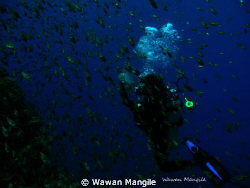 baby fish schooling in Boalemo Gorontalo Indonesia by Wawan Mangile 